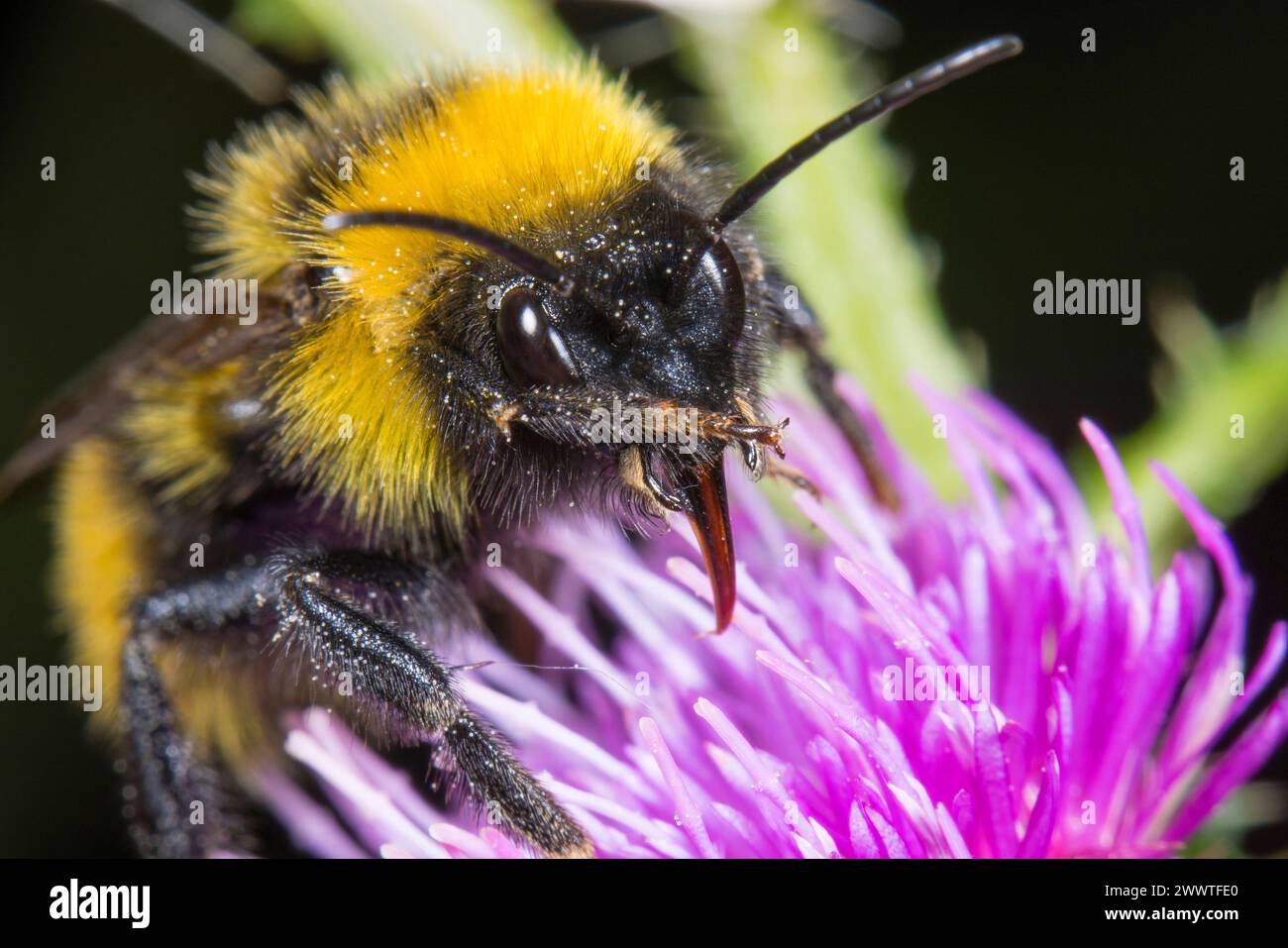 Bourdon coucou (Bombus campestris, Psithyrus campestris), assis sur un chardon, Allemagne Banque D'Images