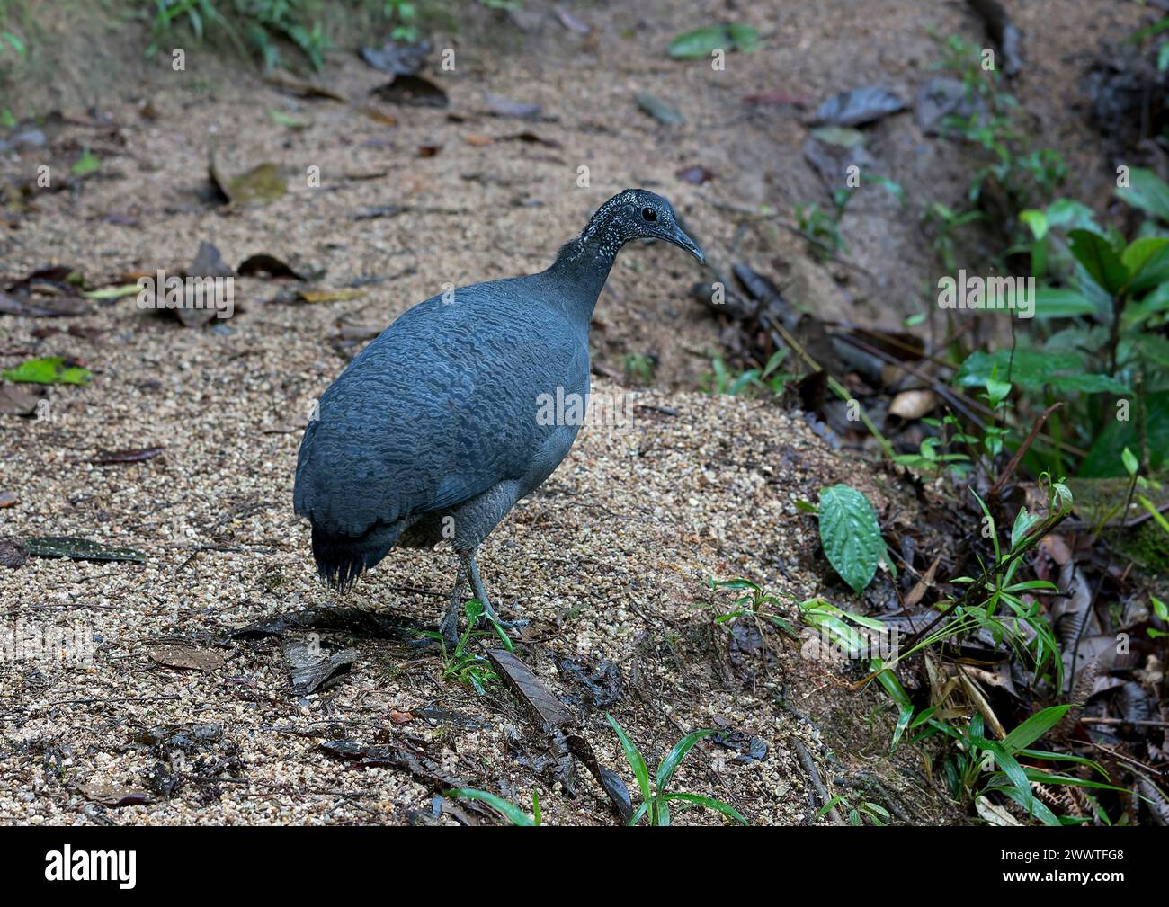 Tinamou gris (Tinamus tao kleei), femelle adulte marchant sur le sol dans la forêt équatorienne, Équateur Banque D'Images