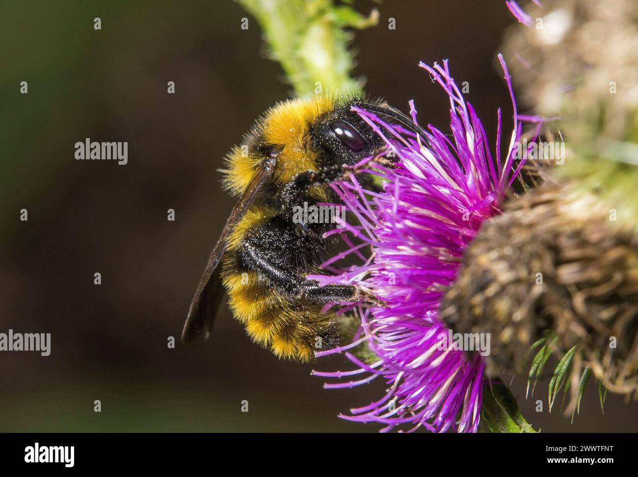 Bourdon coucou (Bombus campestris, Psithyrus campestris), assis sur un chardon, Allemagne Banque D'Images