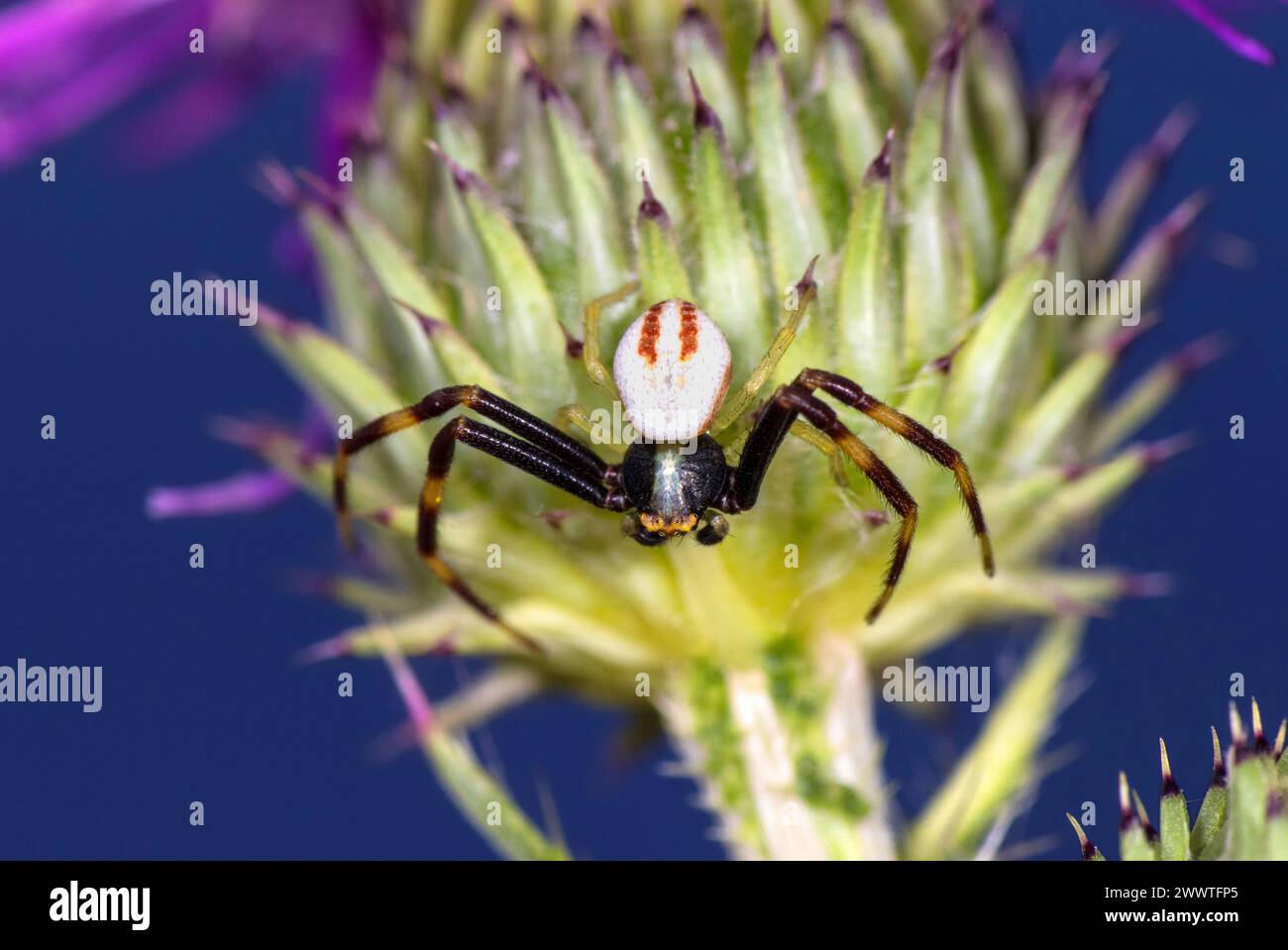 Araignée crabe (Misumena vatia), mâle, Allemagne Banque D'Images