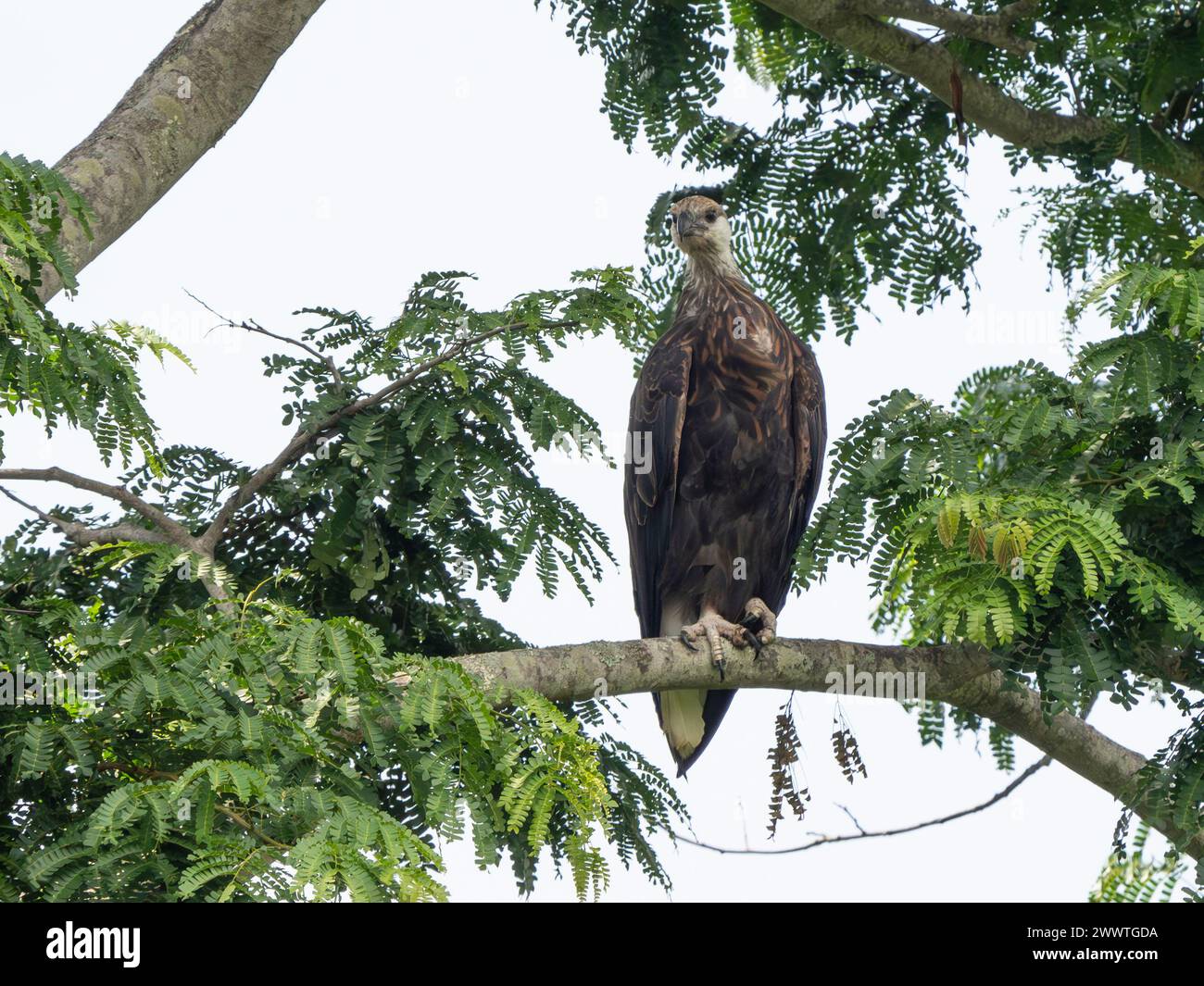 Aigle de Madagascar, Icthyophaga vociferoides, Parc National Ankarafantsika, Madagascar Banque D'Images