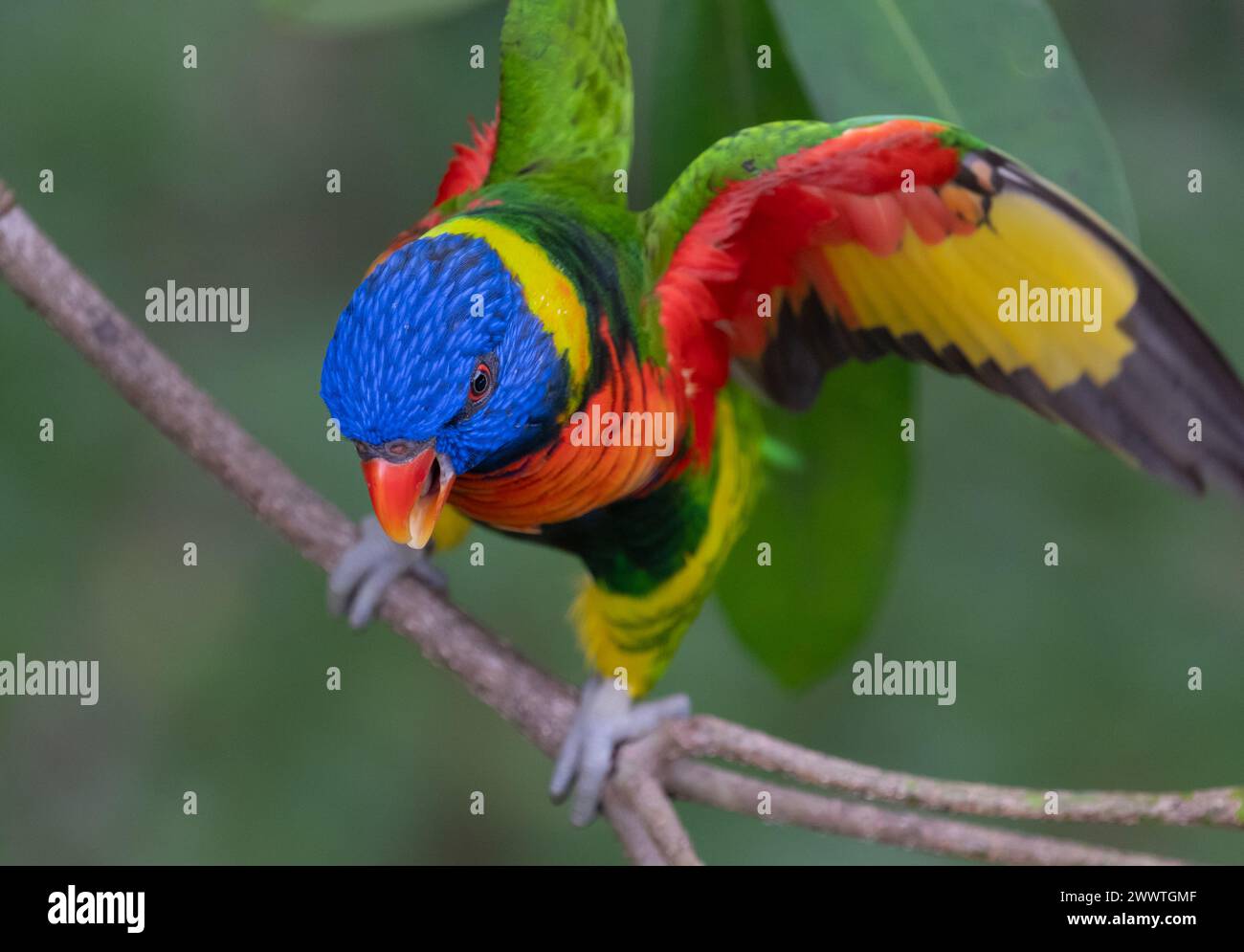 Gros plan d'un oiseau Rainbow Lcolor Banque D'Images