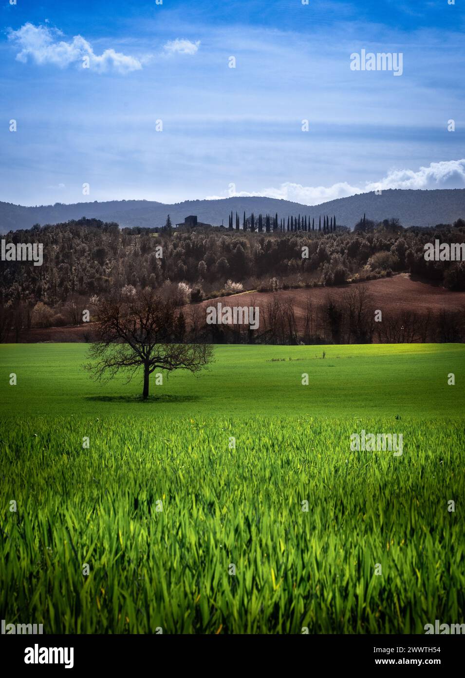 Les collines toscanes au début du printemps Banque D'Images