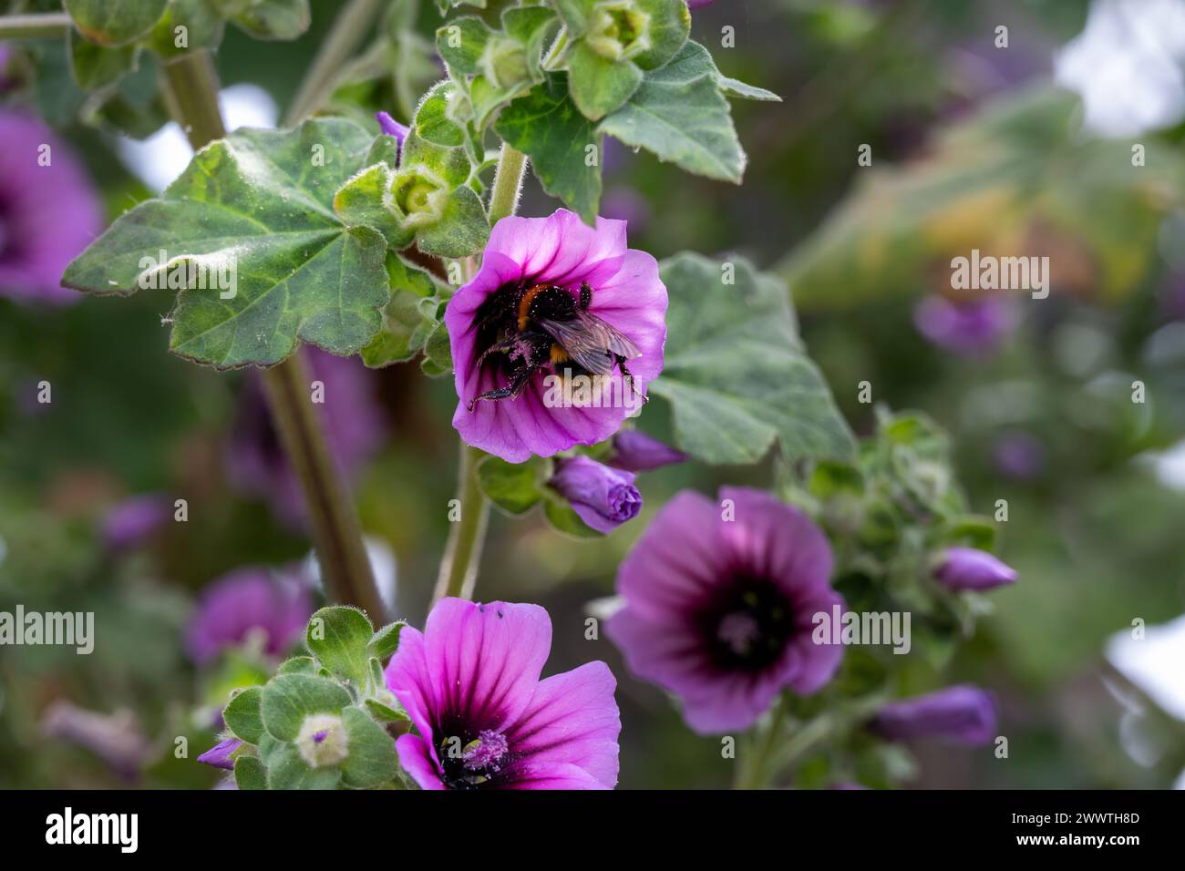 Gros plan d'un bourdon dans un Papaver somniferum violet ou pavot à opium au printemps Banque D'Images