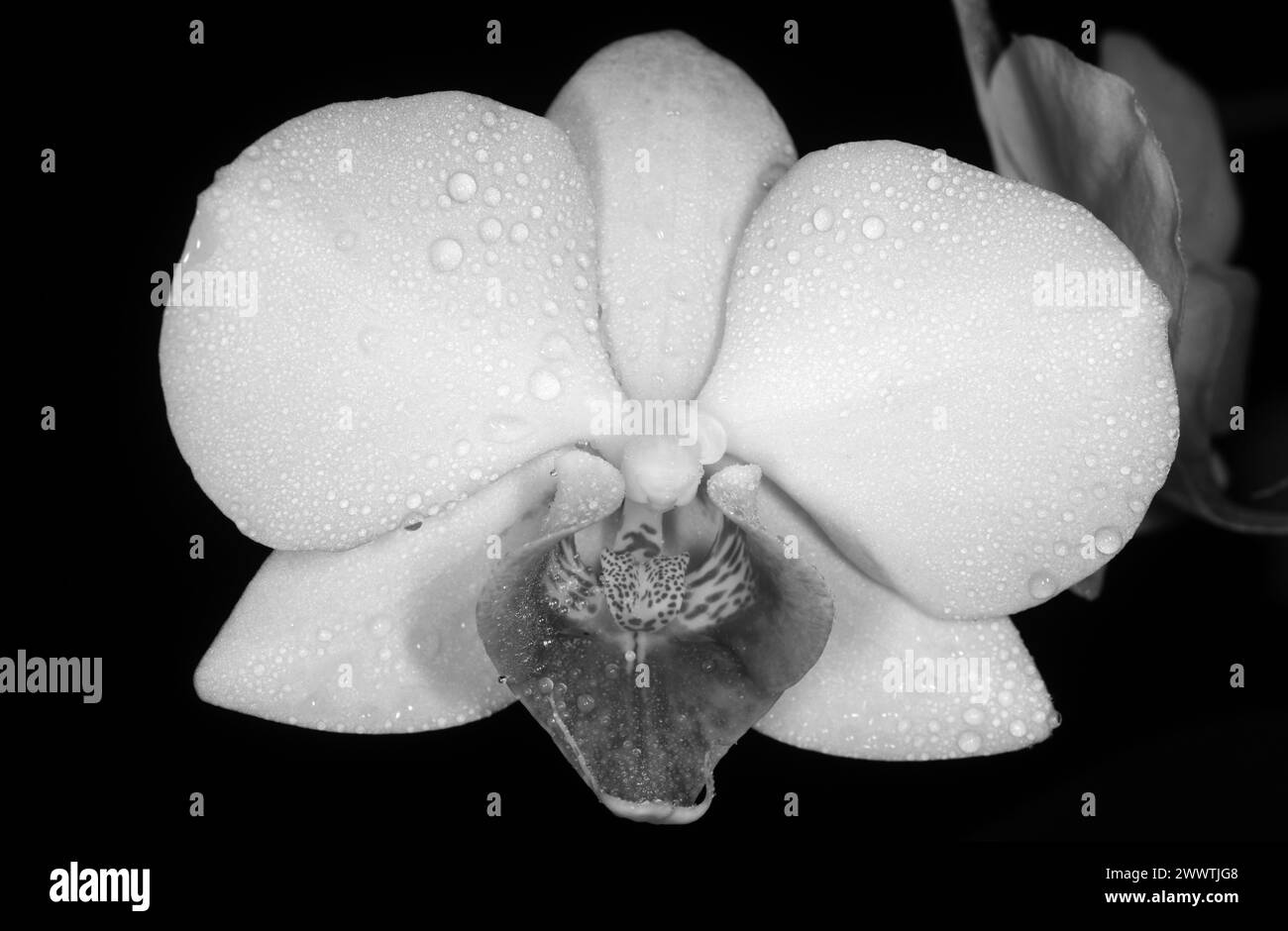 Branche d'orchidée, fond floral. Fleur d'orchidée violette phalaenopsis, falah. Banque D'Images