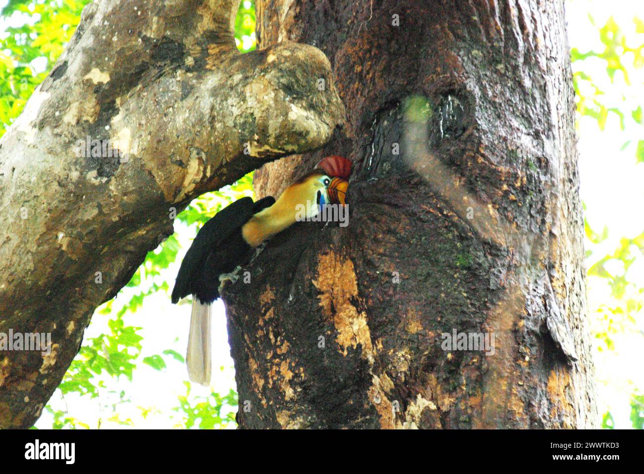 Un individu mâle de Hornbill à boutons (Rhyticeros cassidix) dans la réserve naturelle de Tangkoko, Sulawesi du Nord, Indonésie. L’Union internationale pour la conservation de la nature (UICN) conclut que la hausse des températures a conduit, entre autres, à des changements écologiques, comportementaux et physiologiques dans les espèces sauvages et la biodiversité. « En plus de l'augmentation des taux de maladies et de la dégradation des habitats, le changement climatique provoque également des changements dans les espèces elles-mêmes, qui menacent leur survie », ont-ils écrit dans une publication sur IUCN.org. Banque D'Images