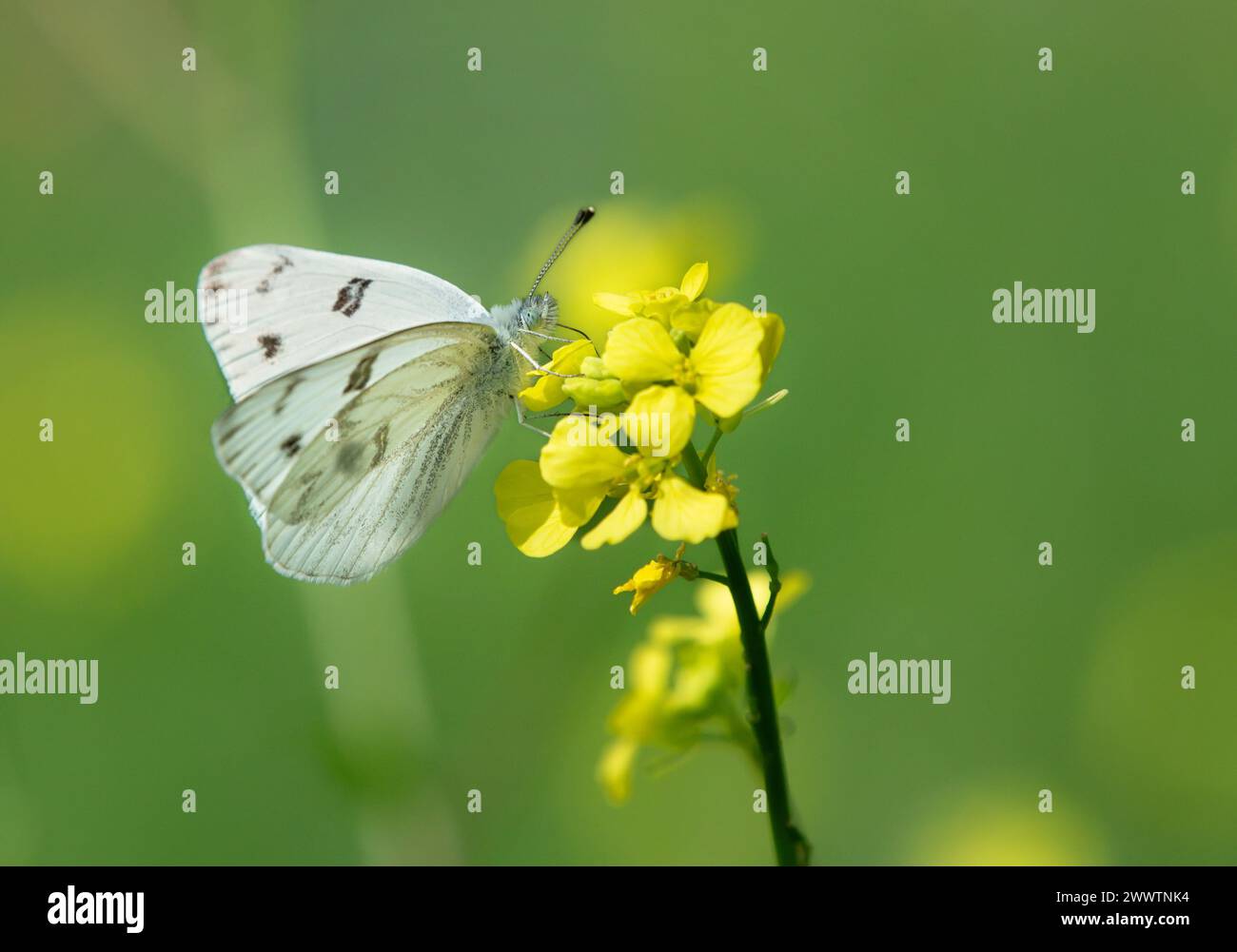 Papillon blanc à carreaux, alias papillon de chou du Sud, se nourrissant de fleurs sauvages jaunes par un jour ensoleillé de printemps. Copier l'espace. Banque D'Images
