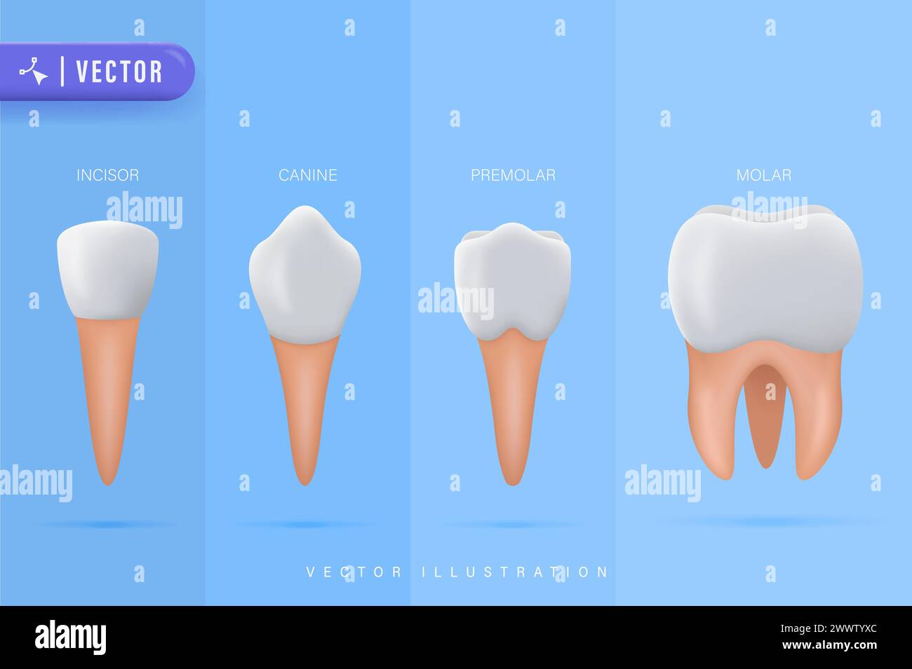 Illustration vectorielle des types de dents. Diverses collections de dents humaines saines. Comparaison des éléments stomatoligiques de la bouche orale. Incisive anatomique, canine, PR Illustration de Vecteur