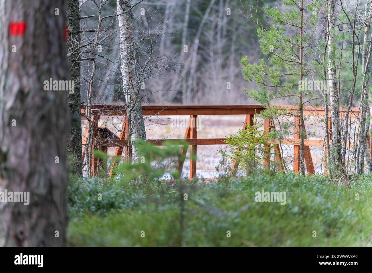 Le pont de bois dans le paysage des zones humides. Terre marécageuse de Tareste avec plate-forme de marche. Plateforme d'observation Marsh. Banque D'Images