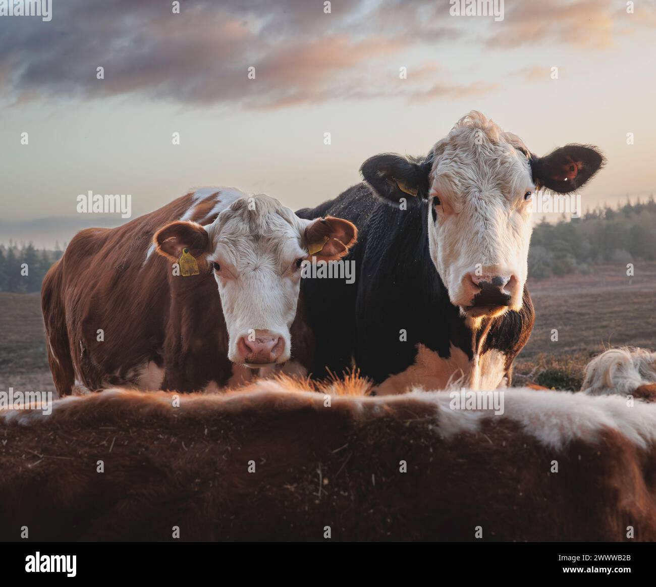 Vaches dans la New Forest regardant dans la caméra et doucement éclairées d'un côté par le soleil tôt le matin Banque D'Images