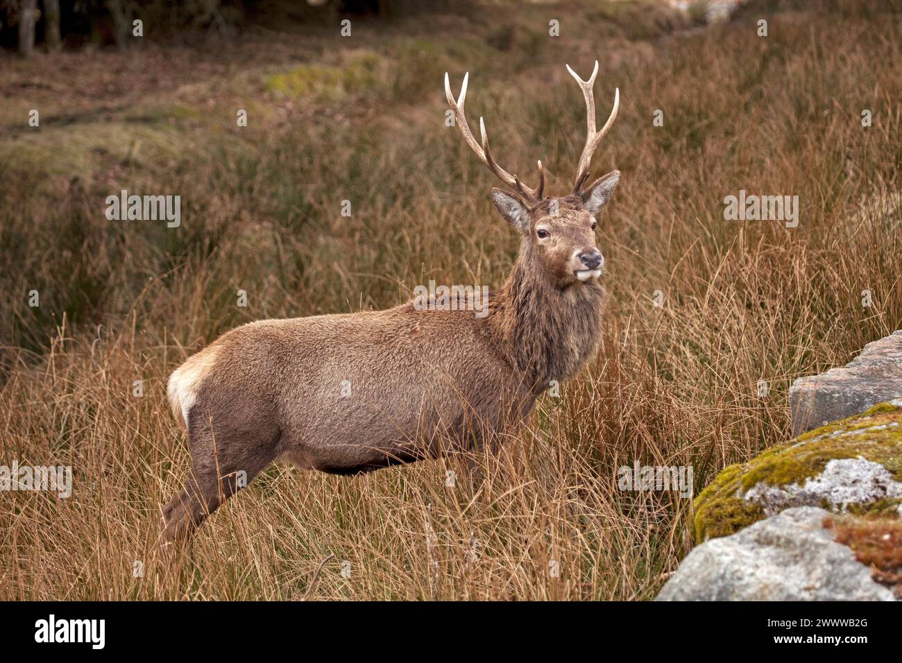 Cerf rouge (Cervus elaphus) Écosse, Highlands écossais, animal, sauvage Banque D'Images