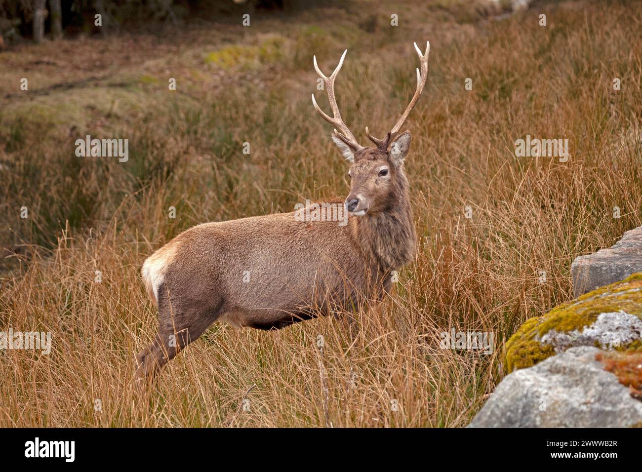 Cerf rouge (Cervus elaphus) Écosse, Highlands écossais, animal, sauvage Banque D'Images