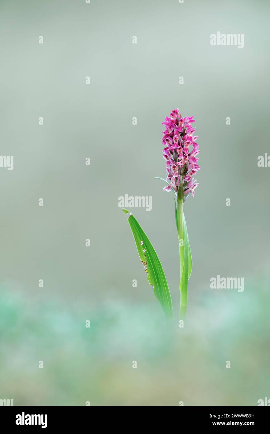 Orchidée des marais précoces ; Dactylorhiza incarnata ; floraison ; Royaume-Uni Banque D'Images