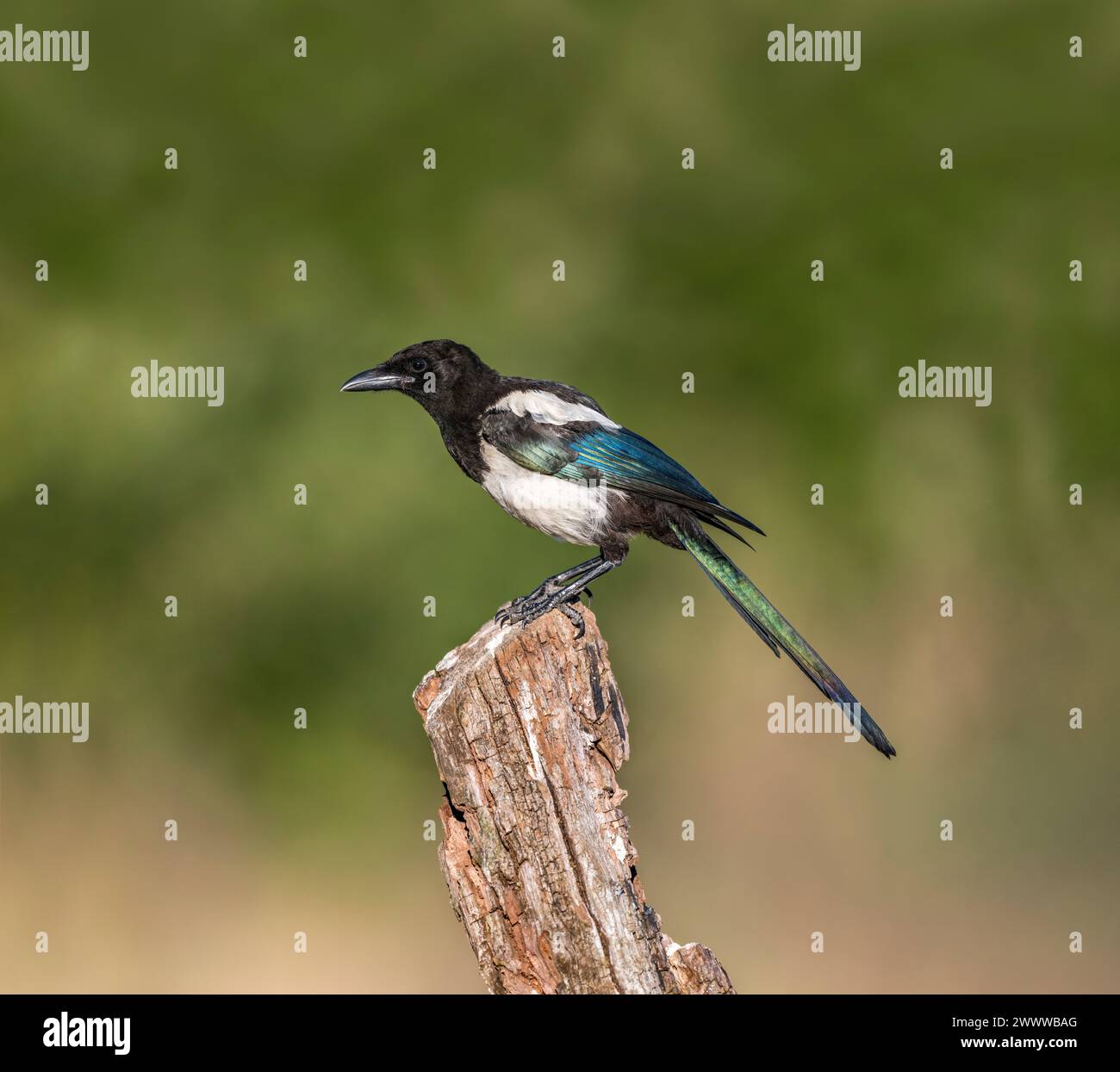 Magpie ; Pica pica ; On Tree Stump ; UK Banque D'Images