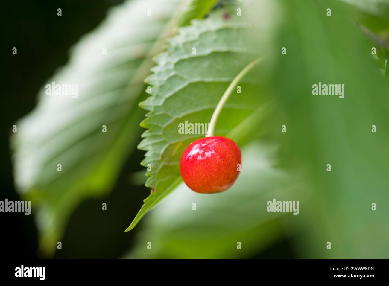 Cerisier sauvage ; Prunus avium ; fruit ; Royaume-Uni Banque D'Images