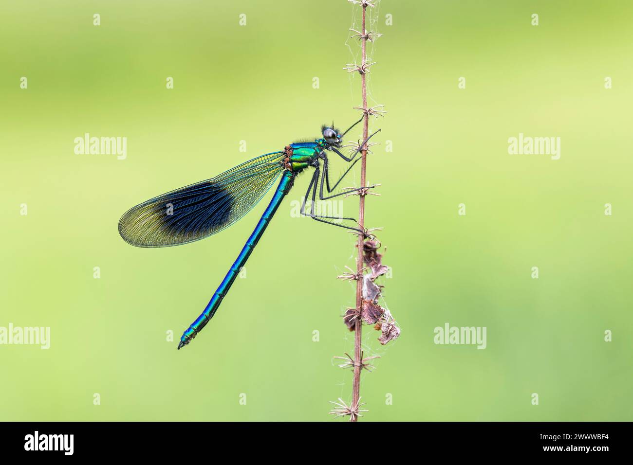 Demoiselle baguée ; Calopteryx splendens ; homme ; Royaume-Uni Banque D'Images