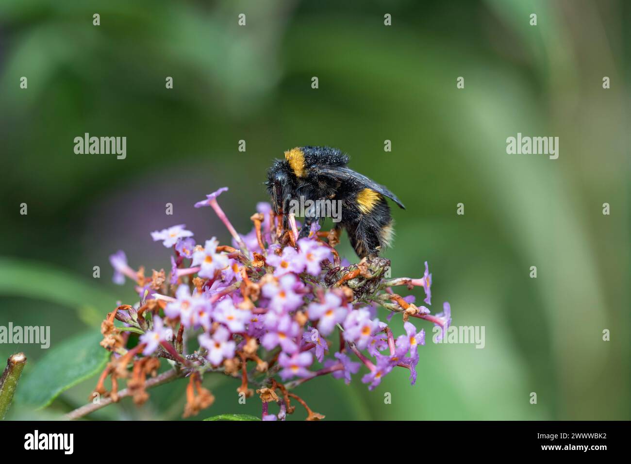 Bumblebee à queue polie ; Bombus terrestris ; sur fleur ; Royaume-Uni Banque D'Images