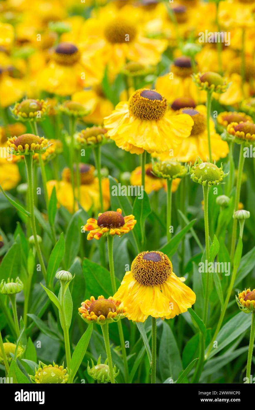Helenium El Dorado, Sneezeweed El Dorado, fleurs jaune or, cône brun Banque D'Images