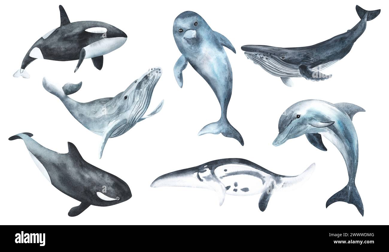 Illustration de baleine aquarelle isolée sur fond blanc. Animal sous-marin réaliste peint à la main Bosse, gris, bleu, tueur, tête boréale, manta Banque D'Images