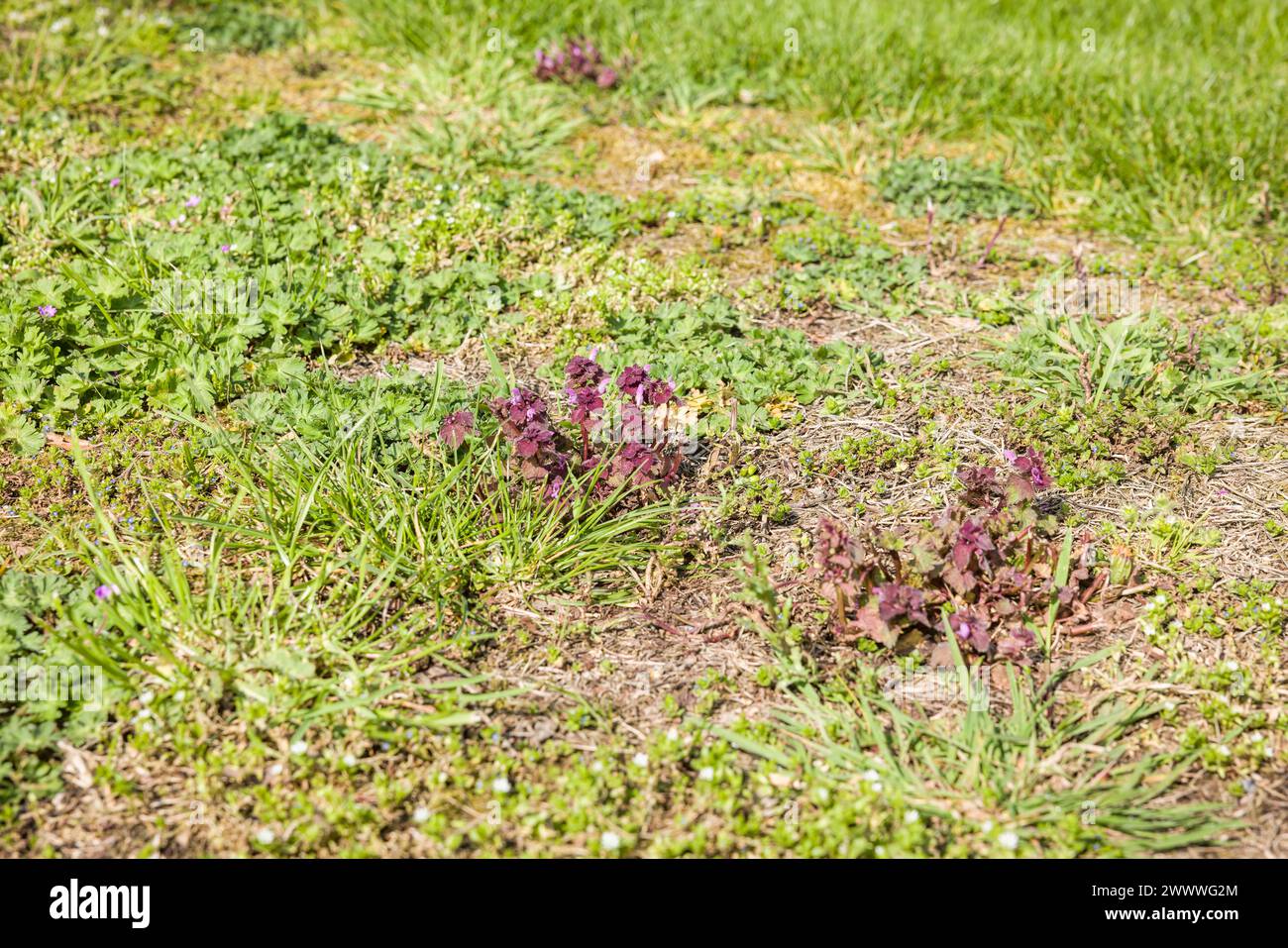Gros plan des mauvaises herbes dans une pelouse dans un jardin britannique, avec l'ortie morte violette. Entretien du jardin et désherbage. Banque D'Images