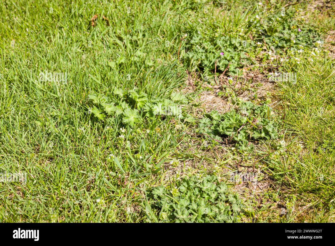 Gros plan des mauvaises herbes dans une pelouse dans un jardin britannique. Entretien du jardin et désherbage. Banque D'Images