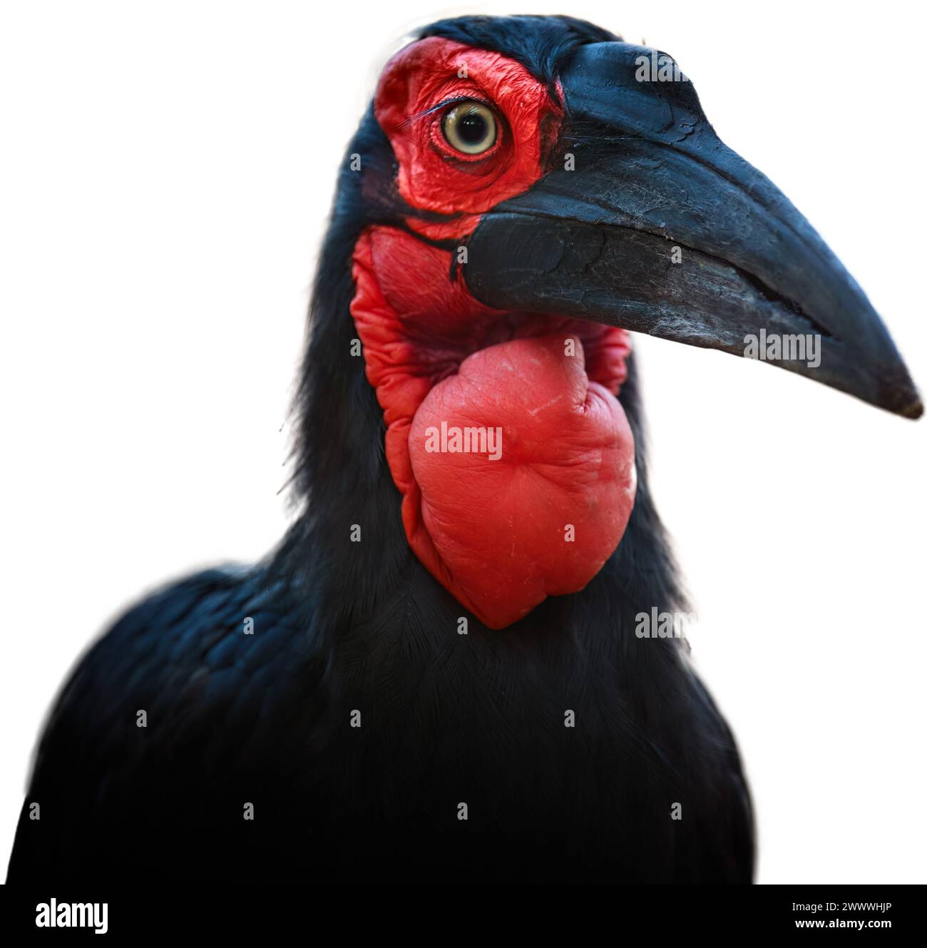 Isolé sur blanc, gros plan Portrait d'un bec de corne du Sud, Bucorvus leadbeateri. Oiseau africain avec des taches rouge vif sur le visage et la gorge. Banque D'Images