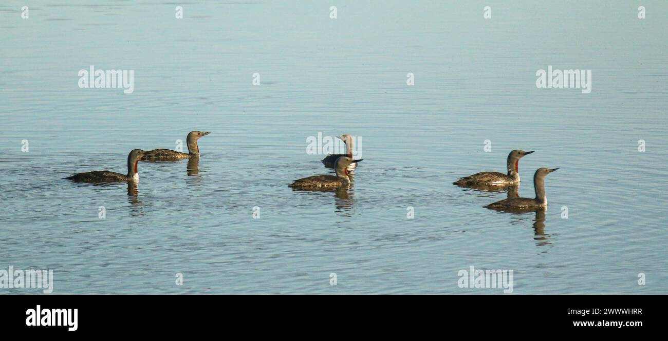 Un groupe de plongeurs à gorge rouge (Gavia stellata) sur un lac en Islande Banque D'Images