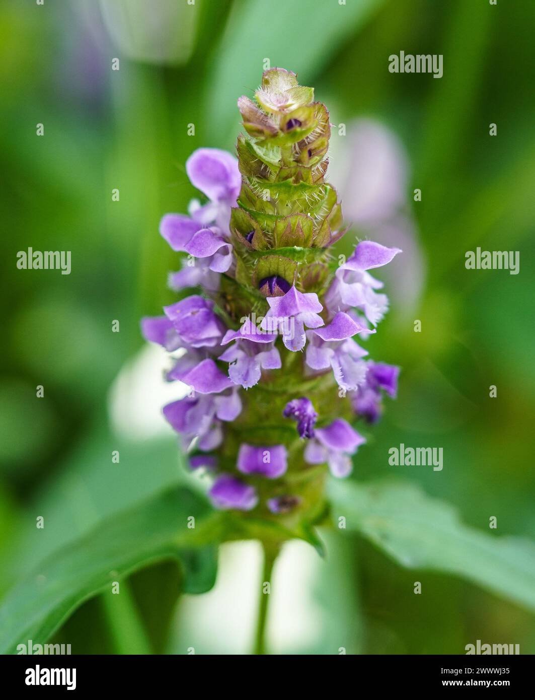 Gros plan d'une fleur en fleurs en mode macro Banque D'Images