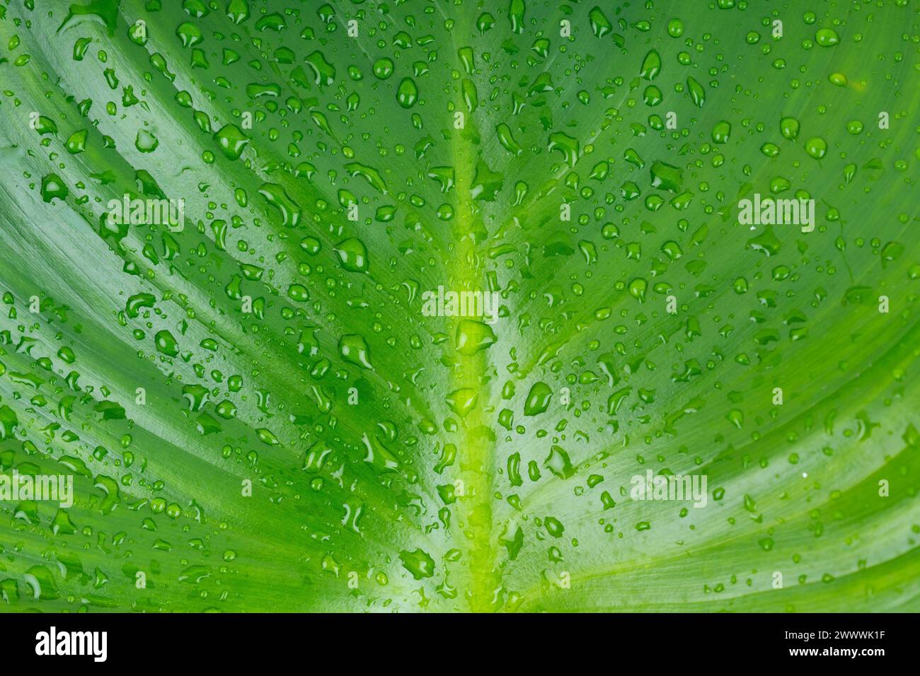 Gros plan gouttes de pluie sur la feuille verte, l'eau et le concept de fond de nature Banque D'Images