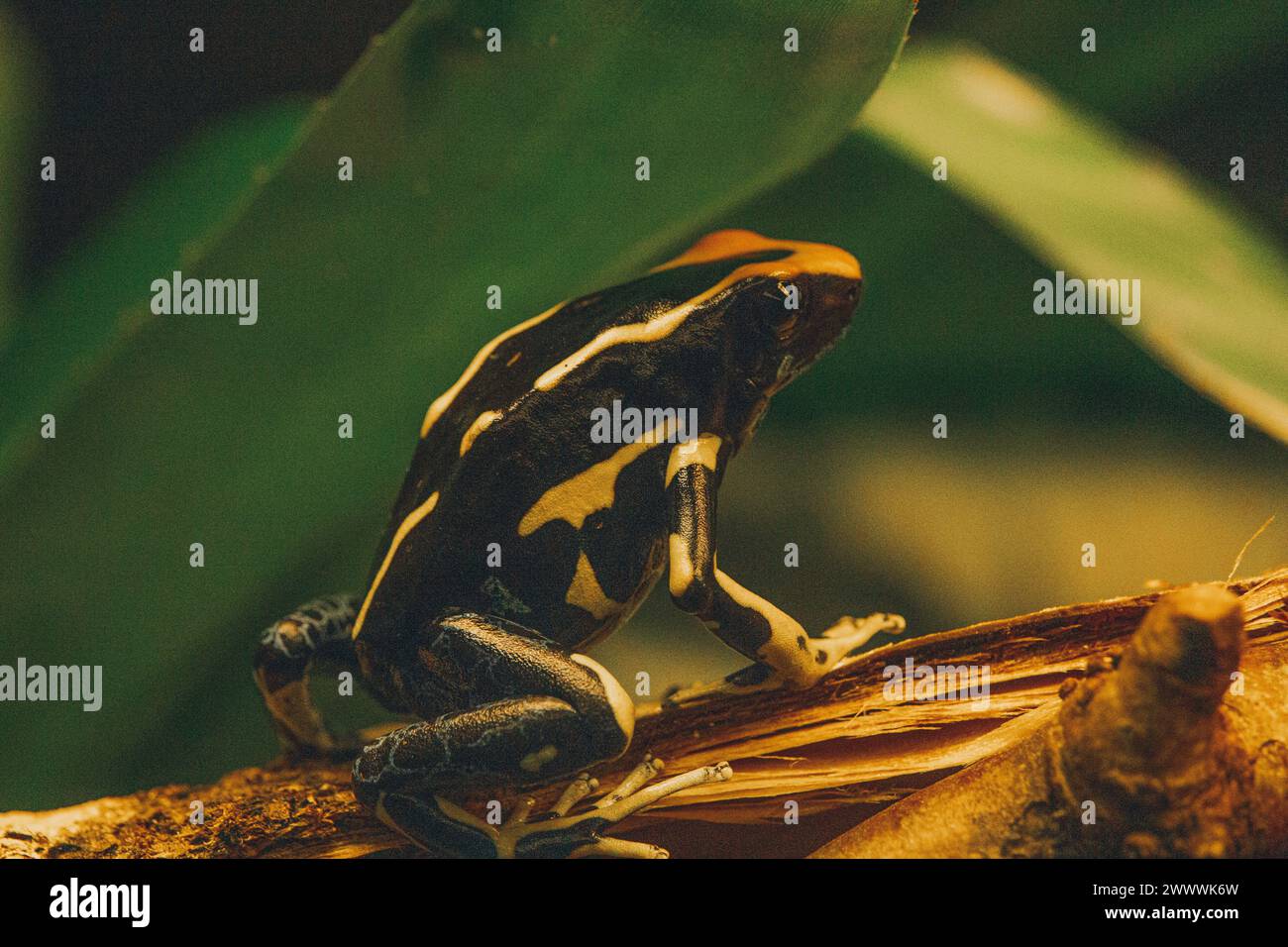 poison dart grenouille bijou de la forêt tropicale avec des lignes jaunes vives brillantes. Amphibien assis sur la feuille dans la forêt amazonienne. Ani animal tropical et exotique Banque D'Images