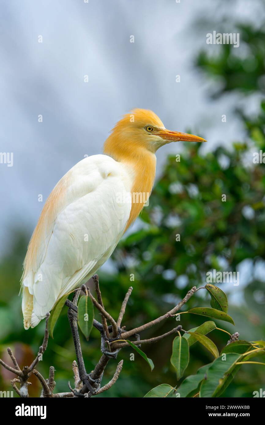 Aigrette de bétail en plumage nuptial perchée sur un arbre à Taipei, Taiwan Banque D'Images