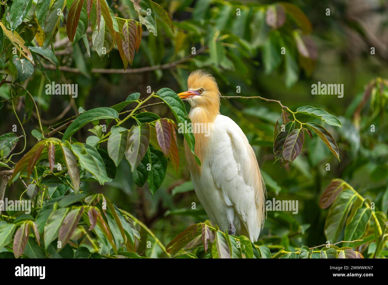 Aigrette de bétail en plumage nuptial perchée sur un arbre à Taipei, Taiwan Banque D'Images