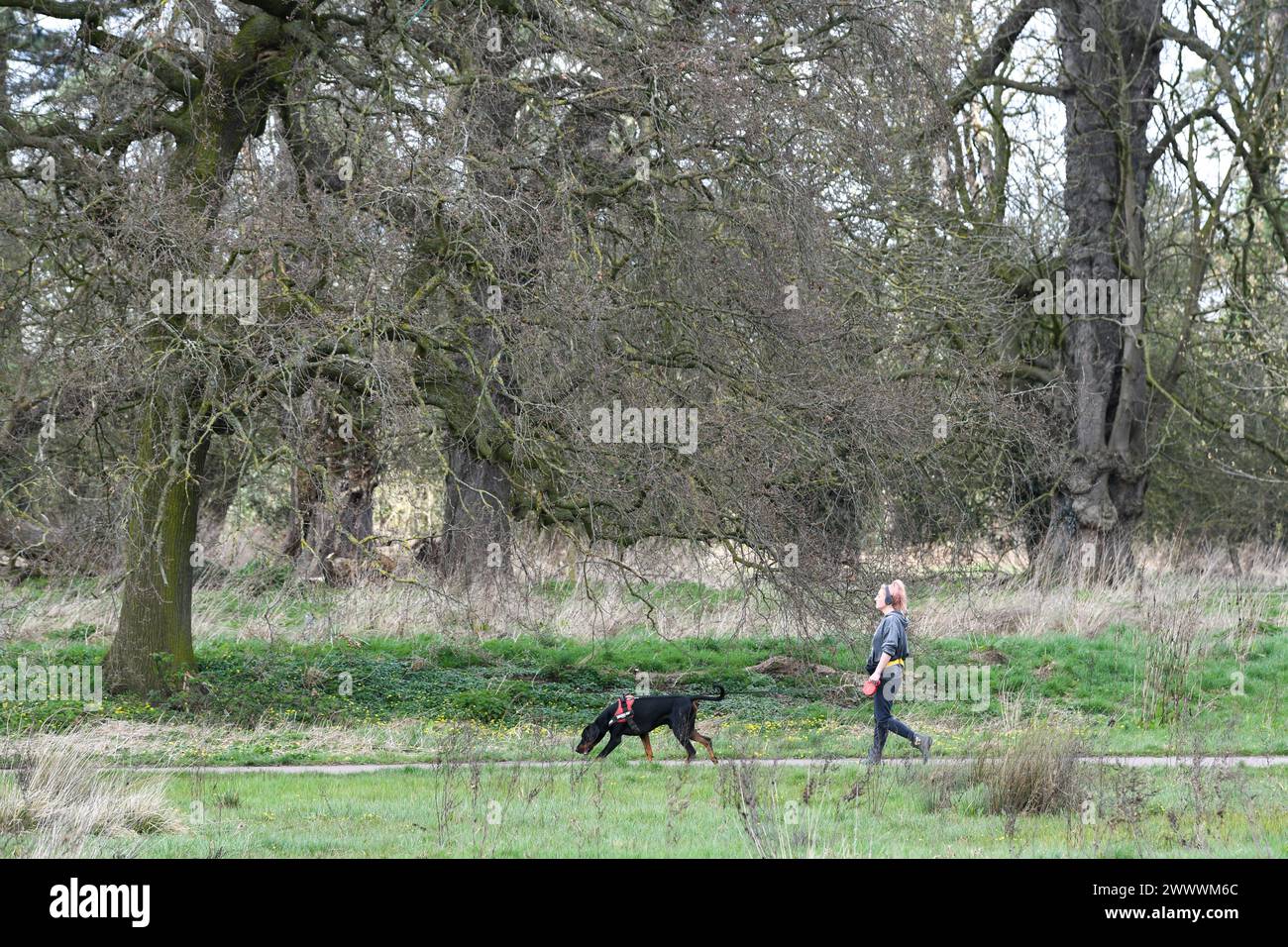 Femme marche son chien dans le soleil du printemps Banque D'Images