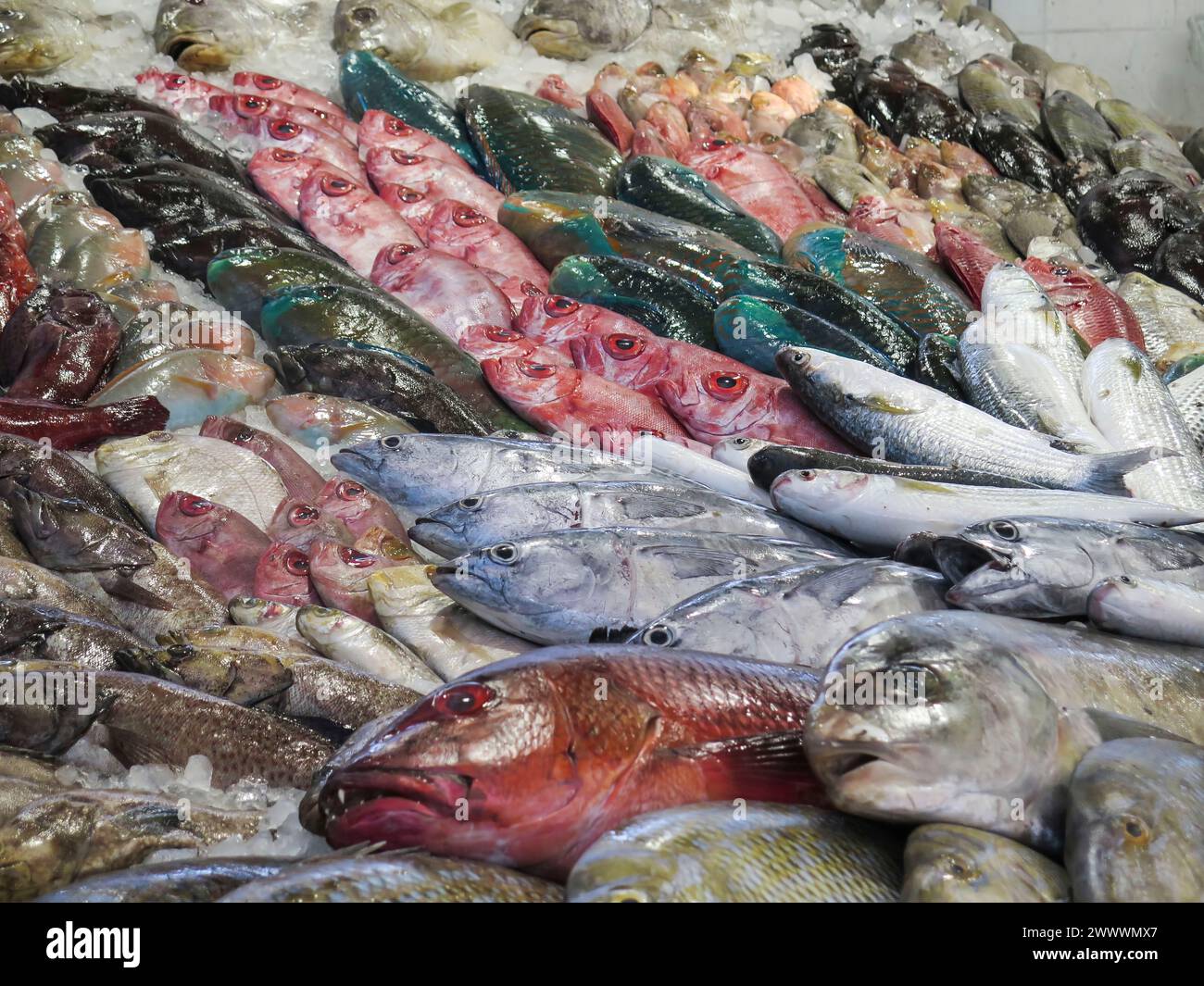 Fische im Fischmarkt von Hurghada, Ägypten Banque D'Images