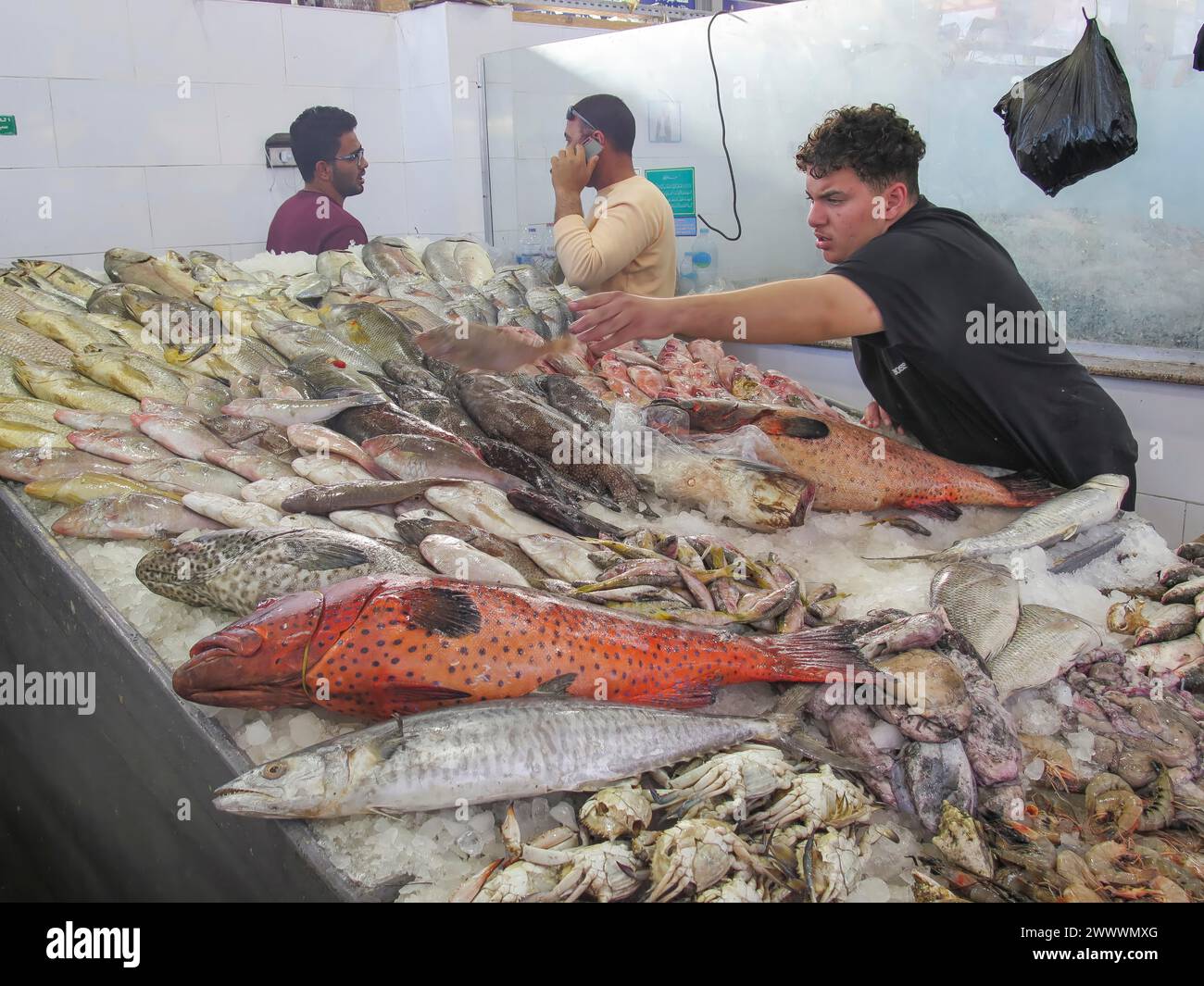 Juwelenbarsch und andere Fische im Fischmarkt von Hurghada, Ägypten Banque D'Images