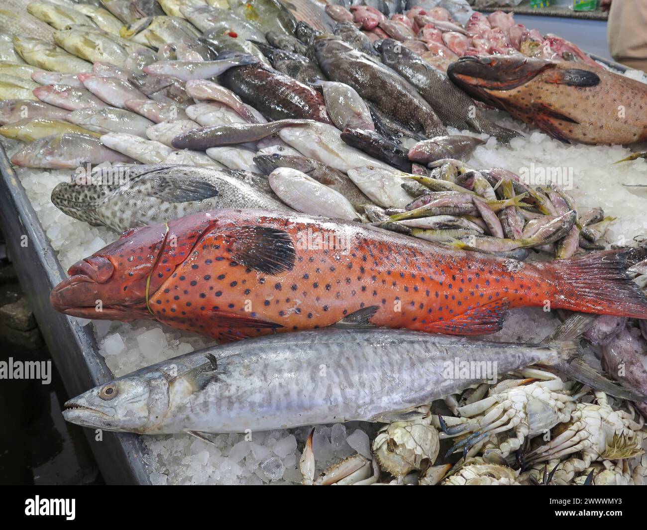Juwelenbarsch und andere Fische im Fischmarkt von Hurghada, Ägypten Banque D'Images