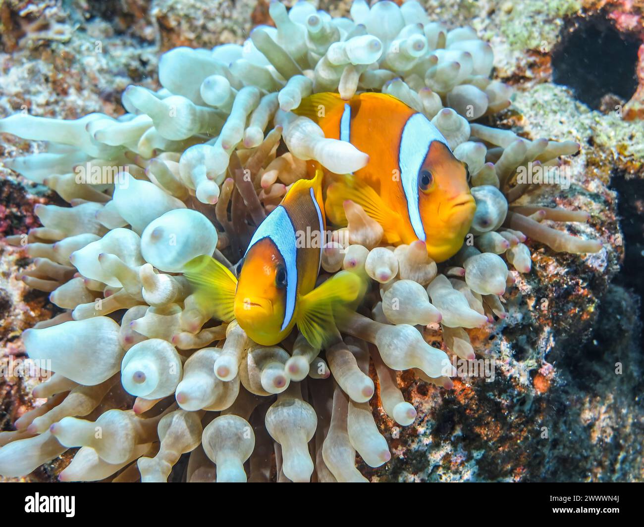 Blasenanemone (Entacmaea quadricolor), Rotmeer-Anemonenfisch (Amphiprion bicinctus), Tauchplatz Siyul Kebir Reef, Rotes Meer, Ägypten Banque D'Images