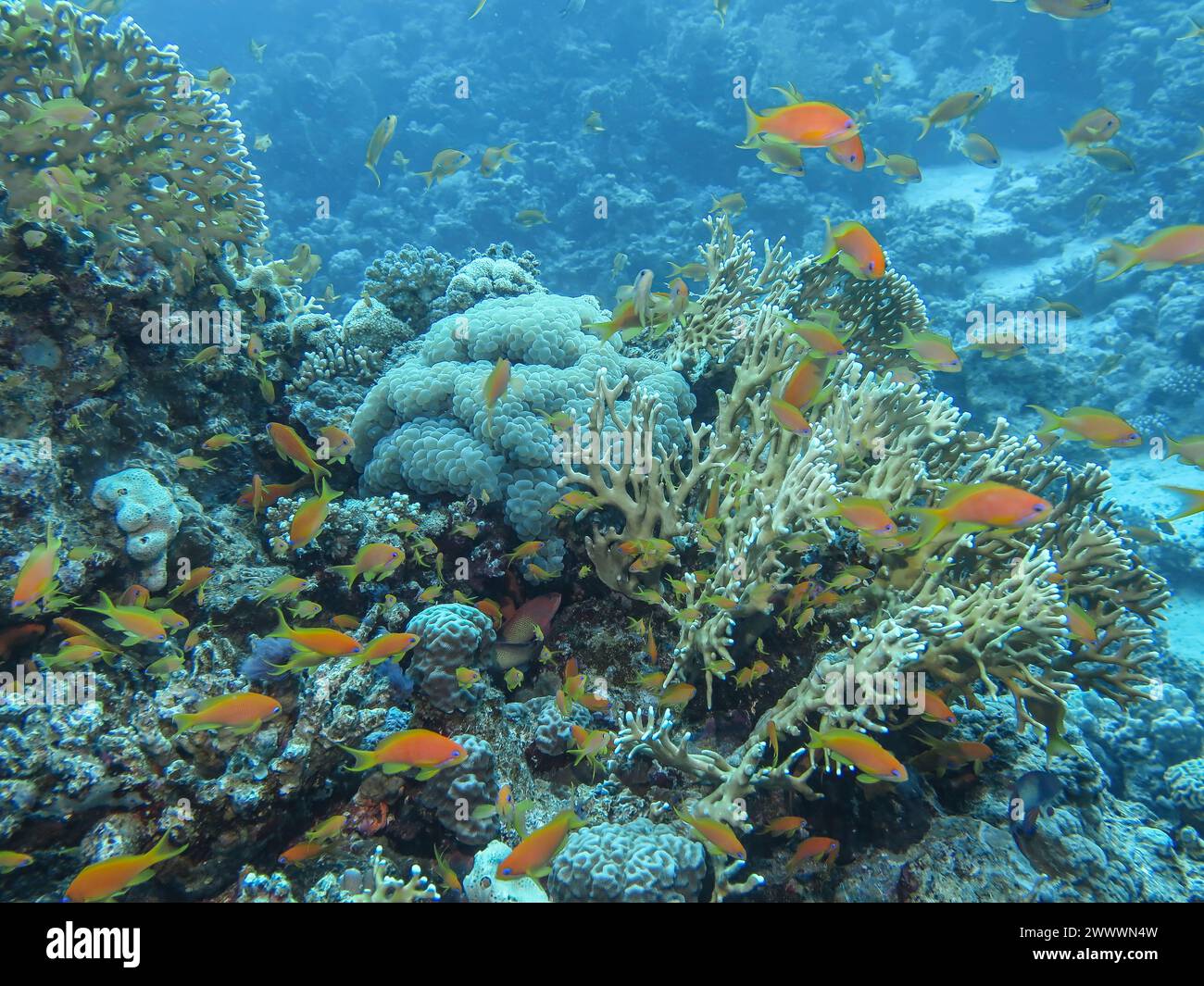 Juwelen-Fahnenbarsche (Pseudanthias squamipinnis), Korallenriff, Tauchplatz Siyul Kebir Reef, Rotes Meer, Ägypten Banque D'Images