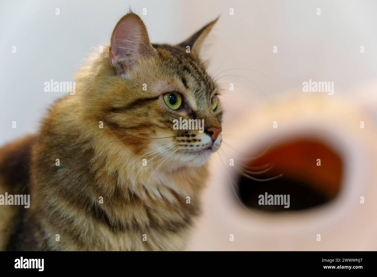 Portrait d'un chat paraissant curieux Banque D'Images