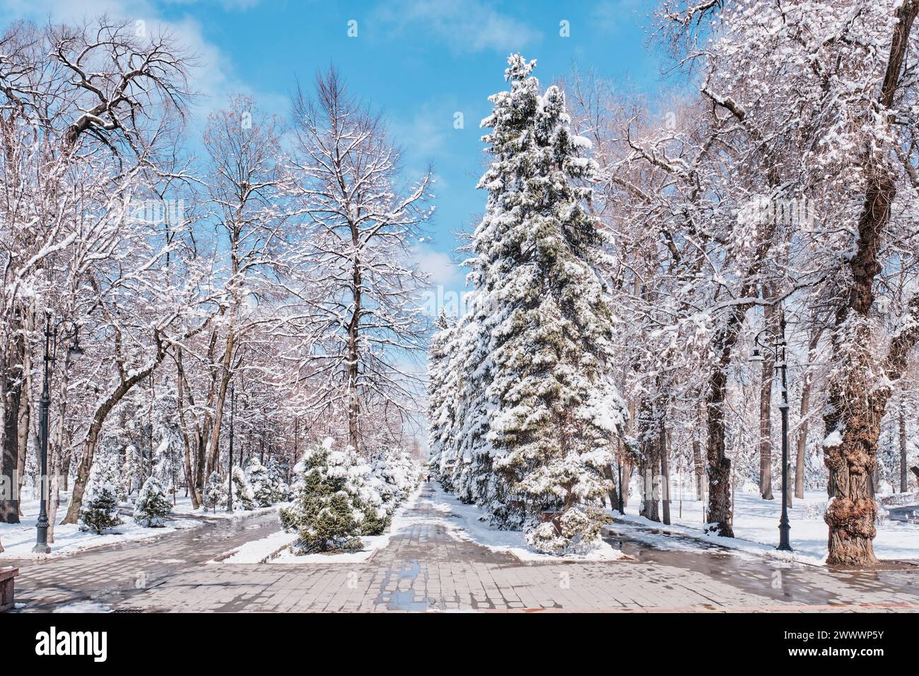 Parc de la ville de printemps et chute soudaine de neige. Parc nommé d'après 28 gardiens Panfilov, Almaty, Kazakhstan. Paysage urbain. Banque D'Images