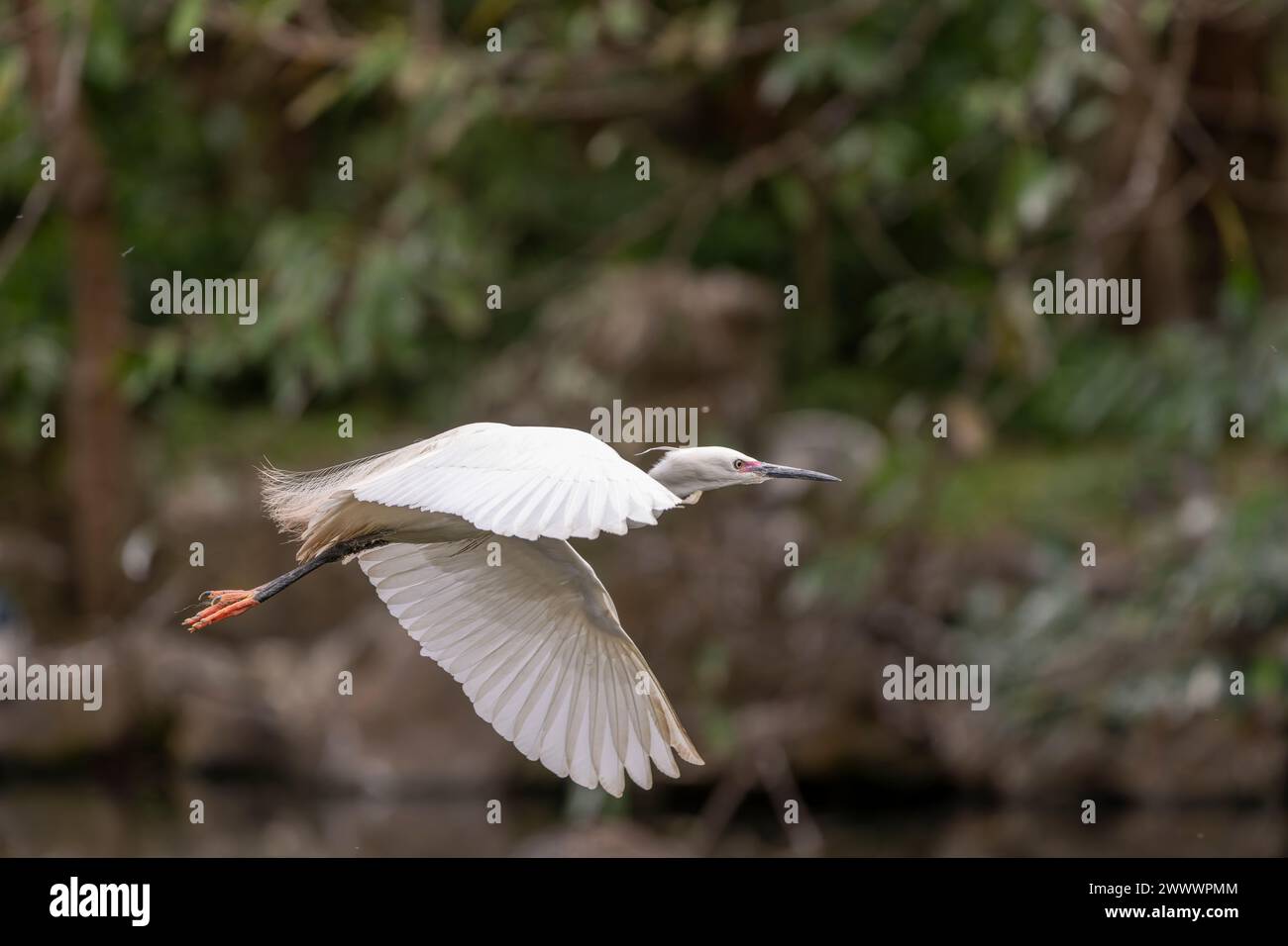 Grande aigrette en vol, ailes grandes ouvertes, parc à Taiwan Banque D'Images