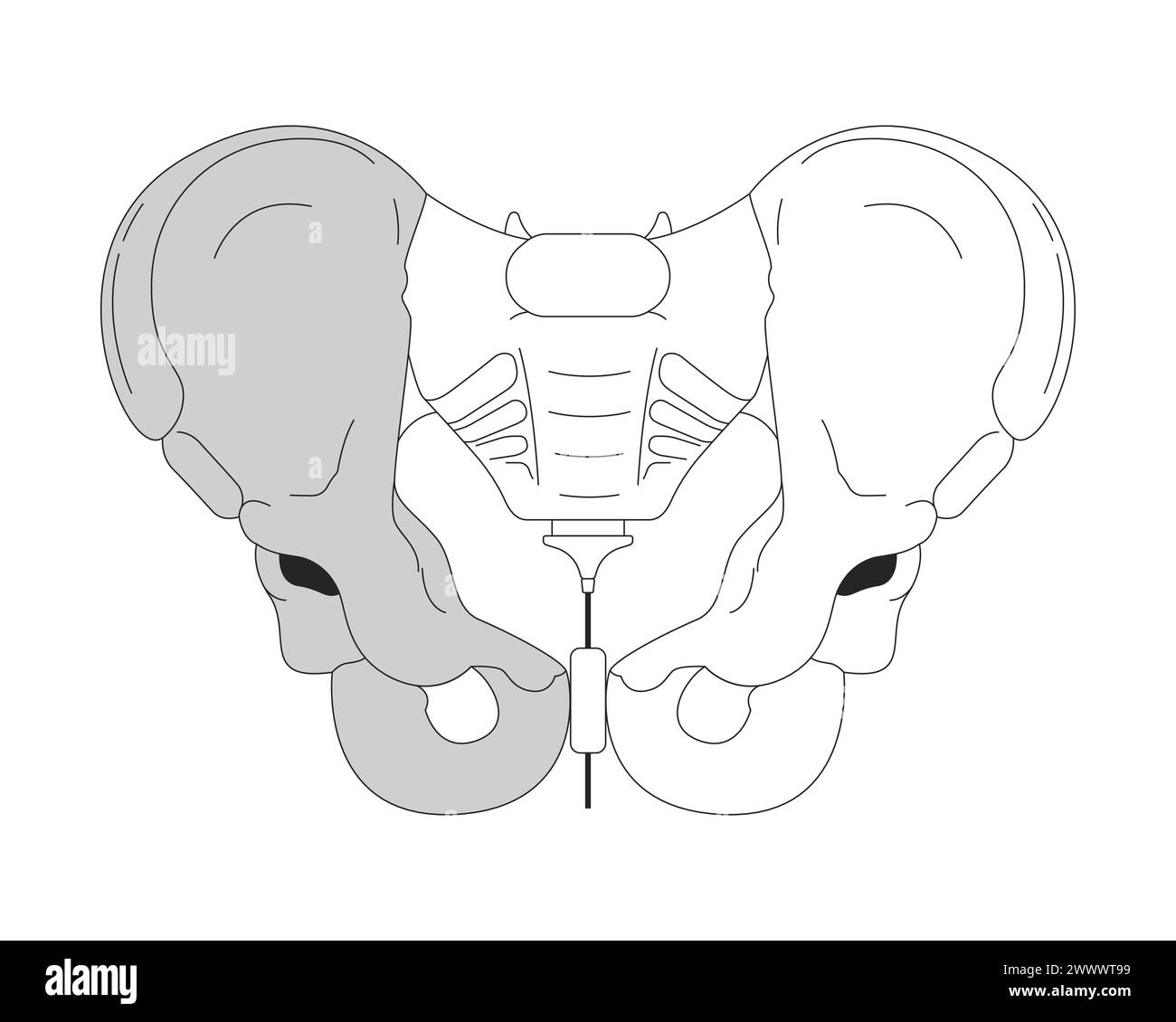 Anatomie de l'os du bassin objet de dessin animé en ligne 2D noir et blanc Illustration de Vecteur