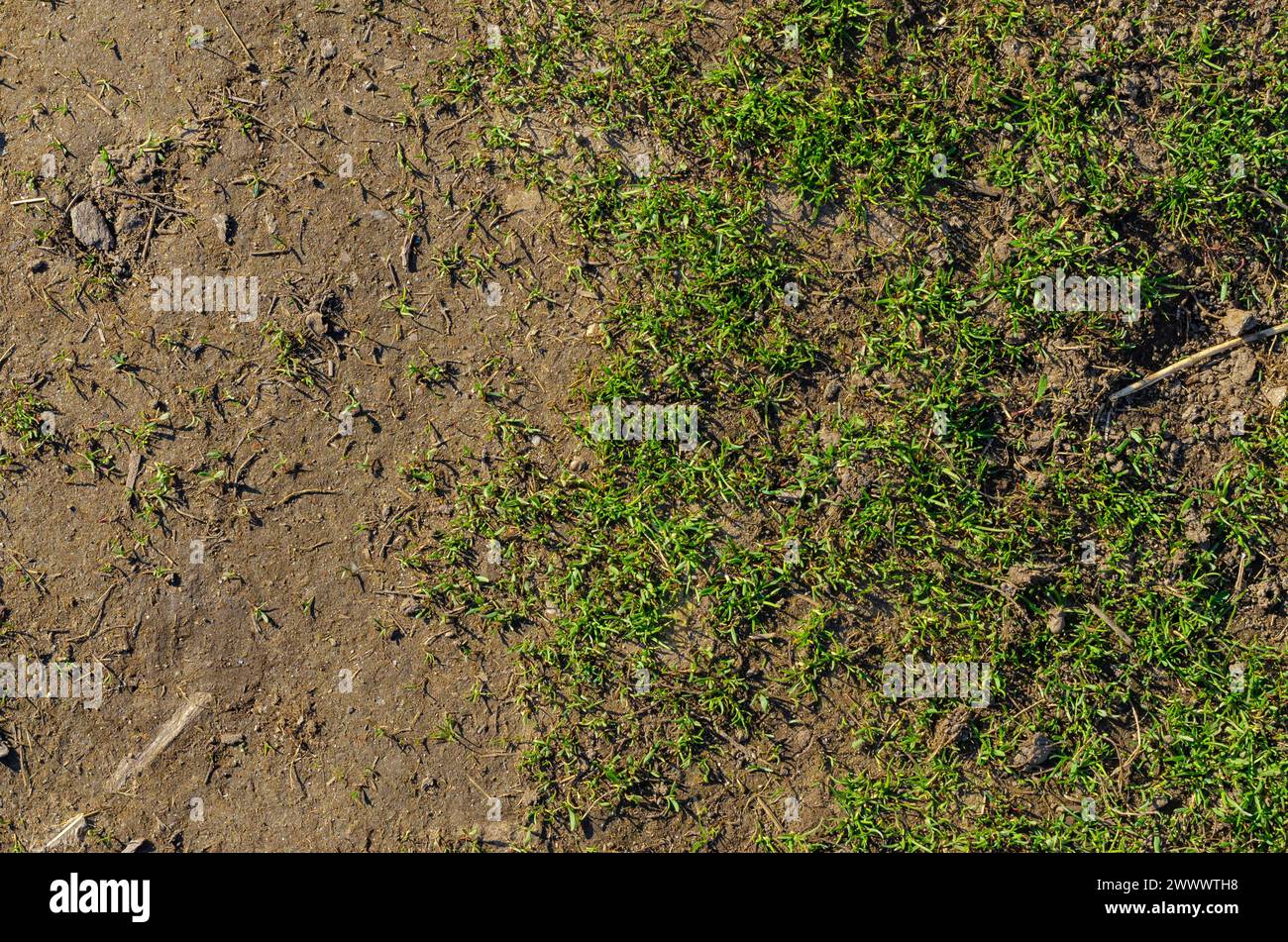texture, herbe fraîche ravivée dans les premiers jours du printemps Banque D'Images