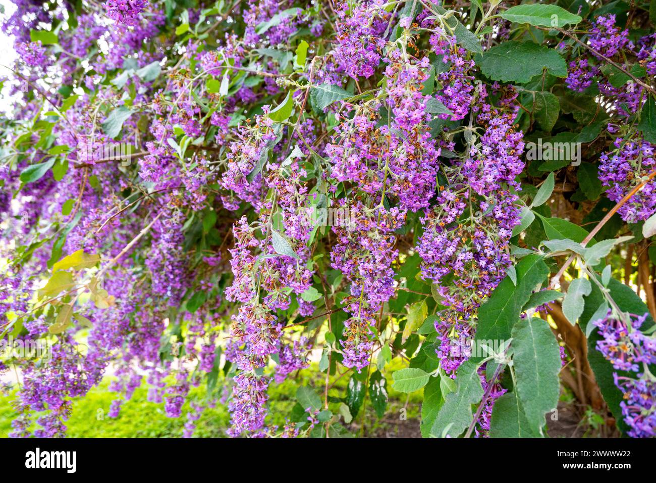 Buddleja davidii (variante d'orthographe Buddleia davidii), également appelé lilas d'été, buisson papillon, ou oeil orange, est dans la famille des Scrophulariaceae, Banque D'Images