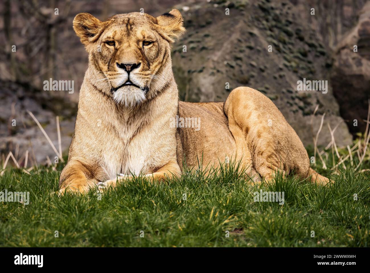 Un lion adulte majestueux reposant sur l'herbe près des rochers. Banque D'Images