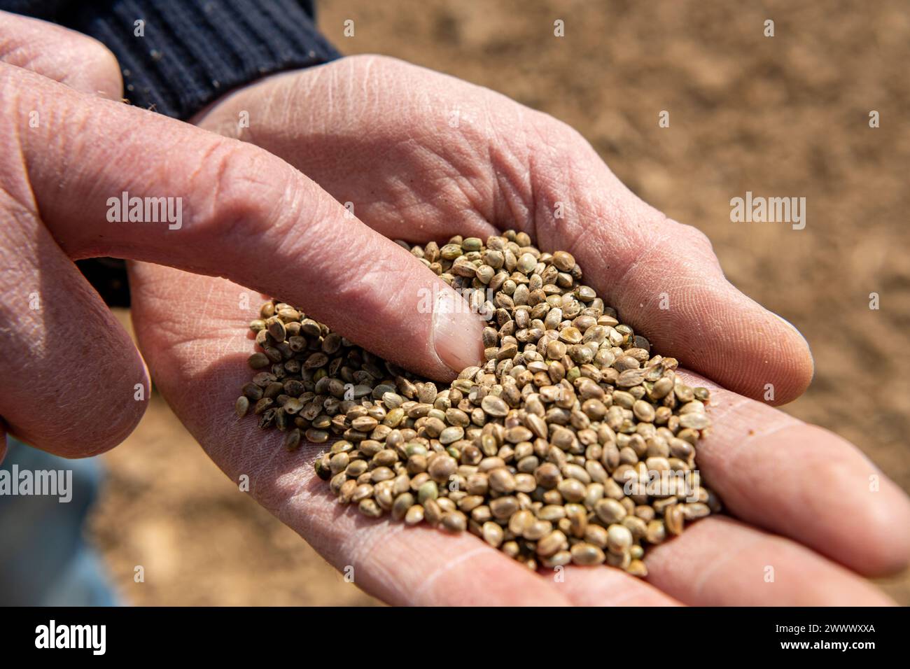 Semis de chanvre dans le département de l'Eure (Nord de la France) : semences en semoir. Mains d'un agriculteur tenant des graines de chanvre Banque D'Images