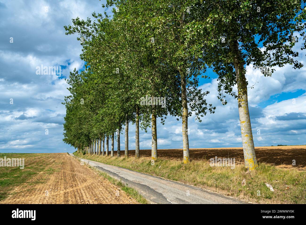 Ligne de peupliers le long d'une route à la lisière d'un champ dans la campagne près de Fresne-le-Plan (Nord de la France) Banque D'Images