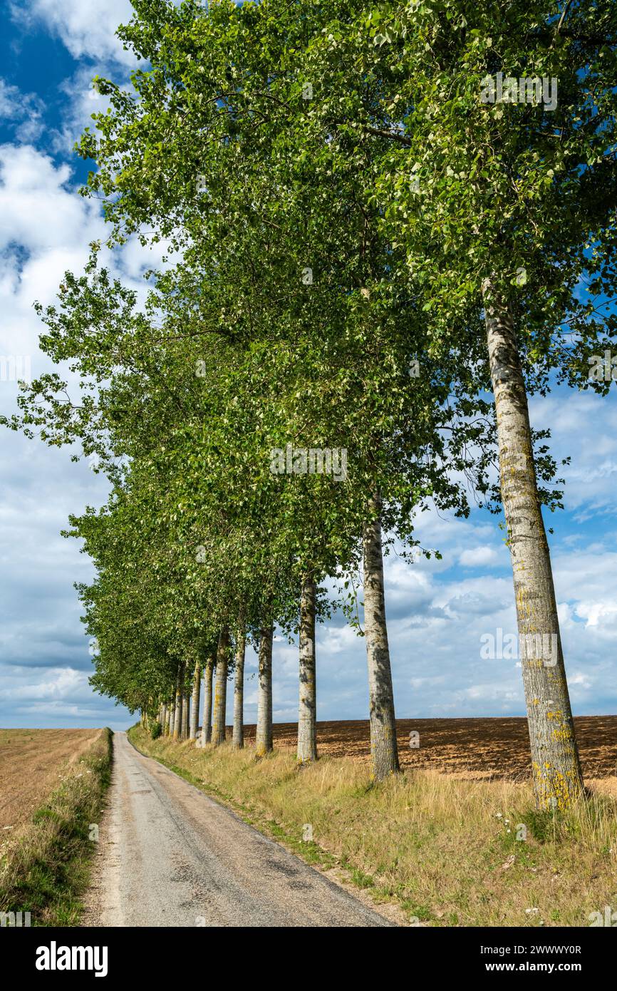 Ligne de peupliers le long d'une route à la lisière d'un champ dans la campagne près de Fresne-le-Plan (Nord de la France) Banque D'Images