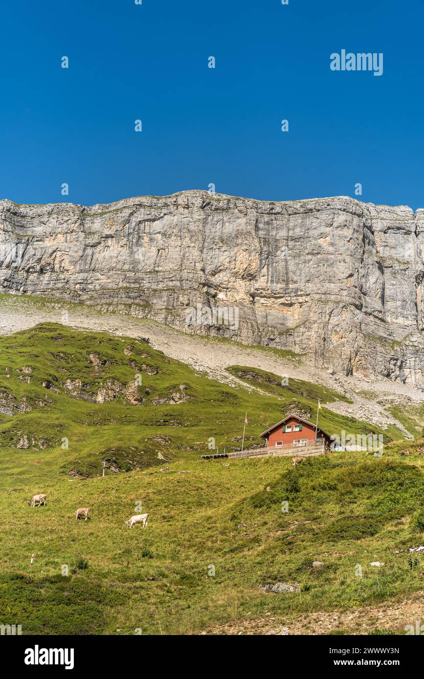 Ferme solitaire et vaches de pâturage devant des rochers abrupts sur Klausen Pass, Unterschaechen, Canton Uri, Suisse Banque D'Images