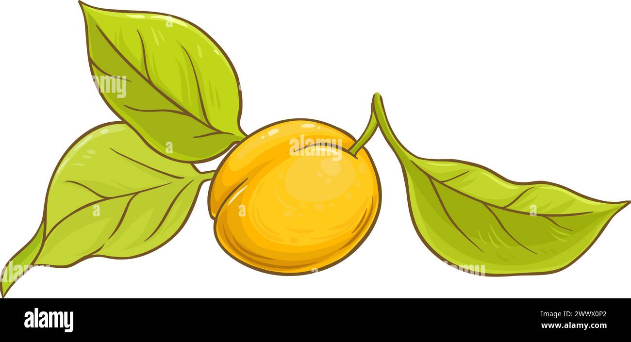 Fruit d'abricot avec feuilles illustration colorée. Illustration de Vecteur